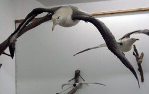El museo posee varias salas que representan los diferentes ambientes naturales de la avifuana patagónica.